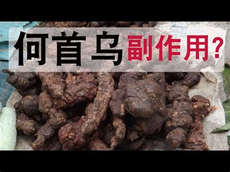 制首烏副作用|何首烏的功效和副作用有哪些